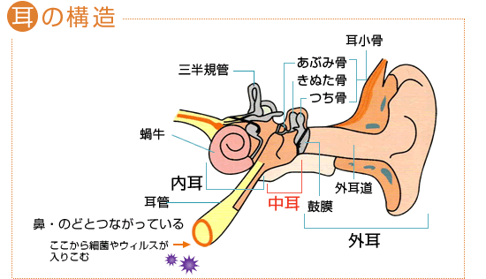耳の構造